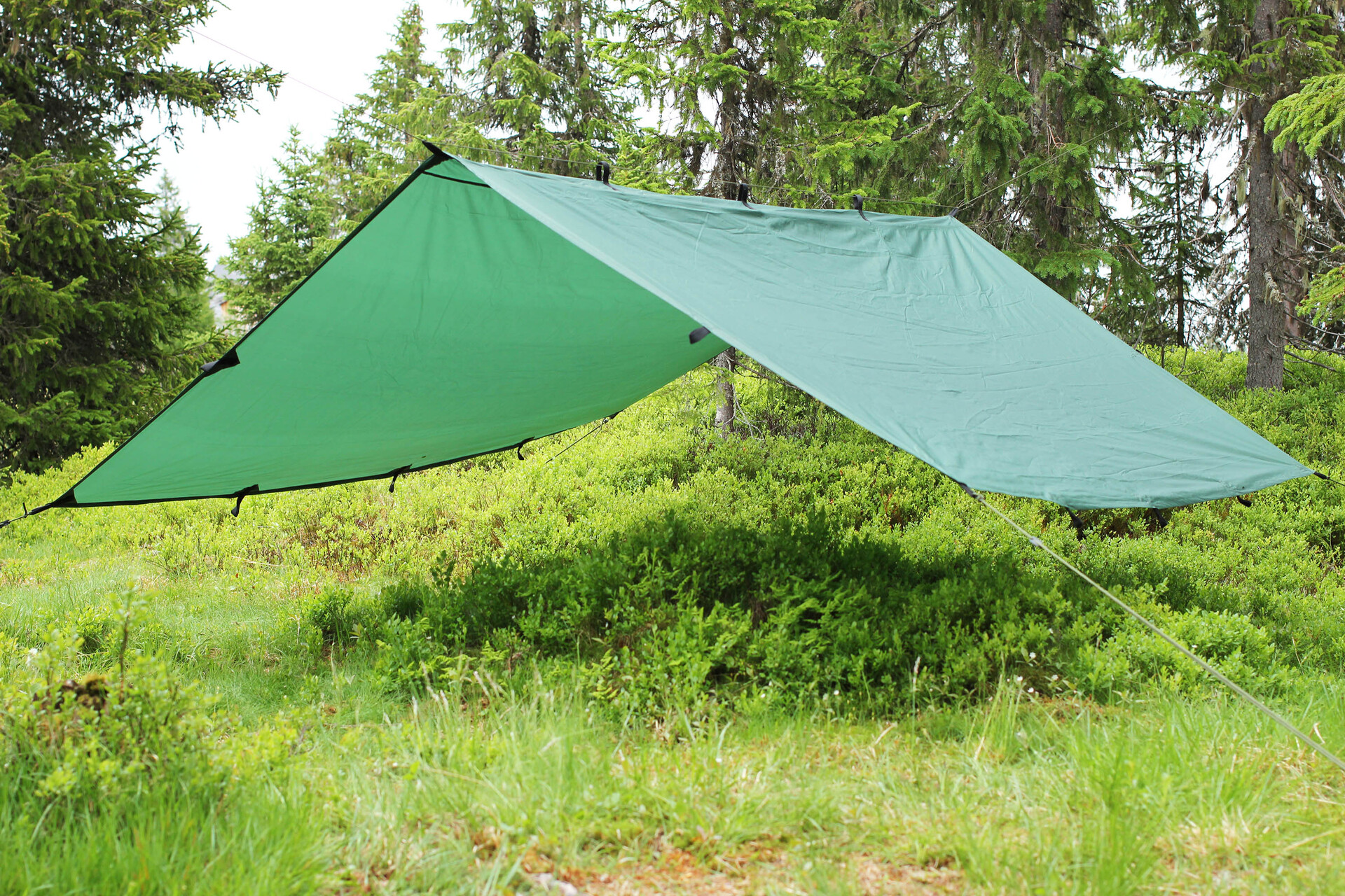 Eagle Tarp