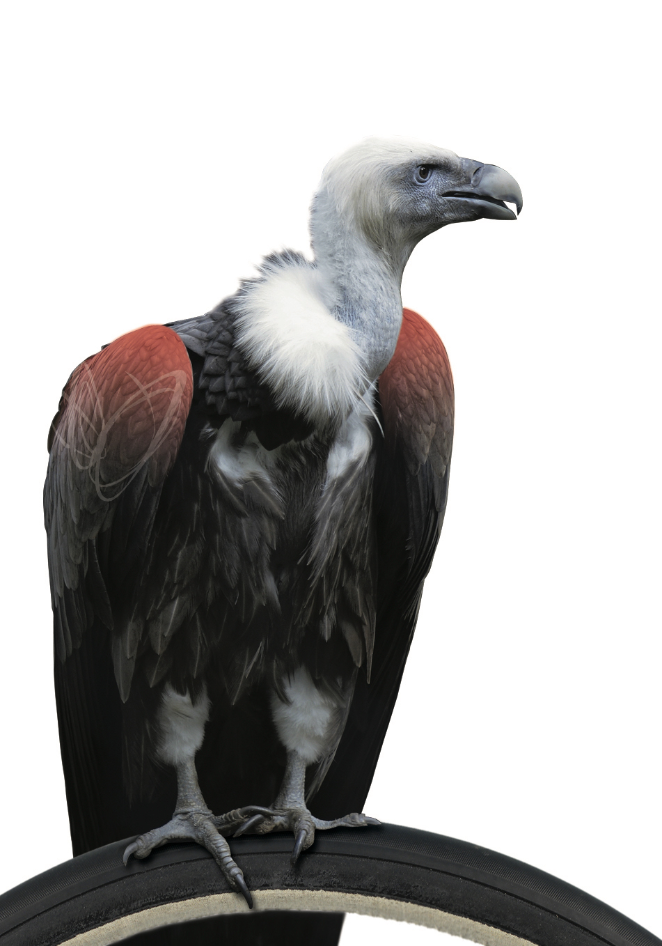 Effetto Carogna 2 m Tubdäckstejp